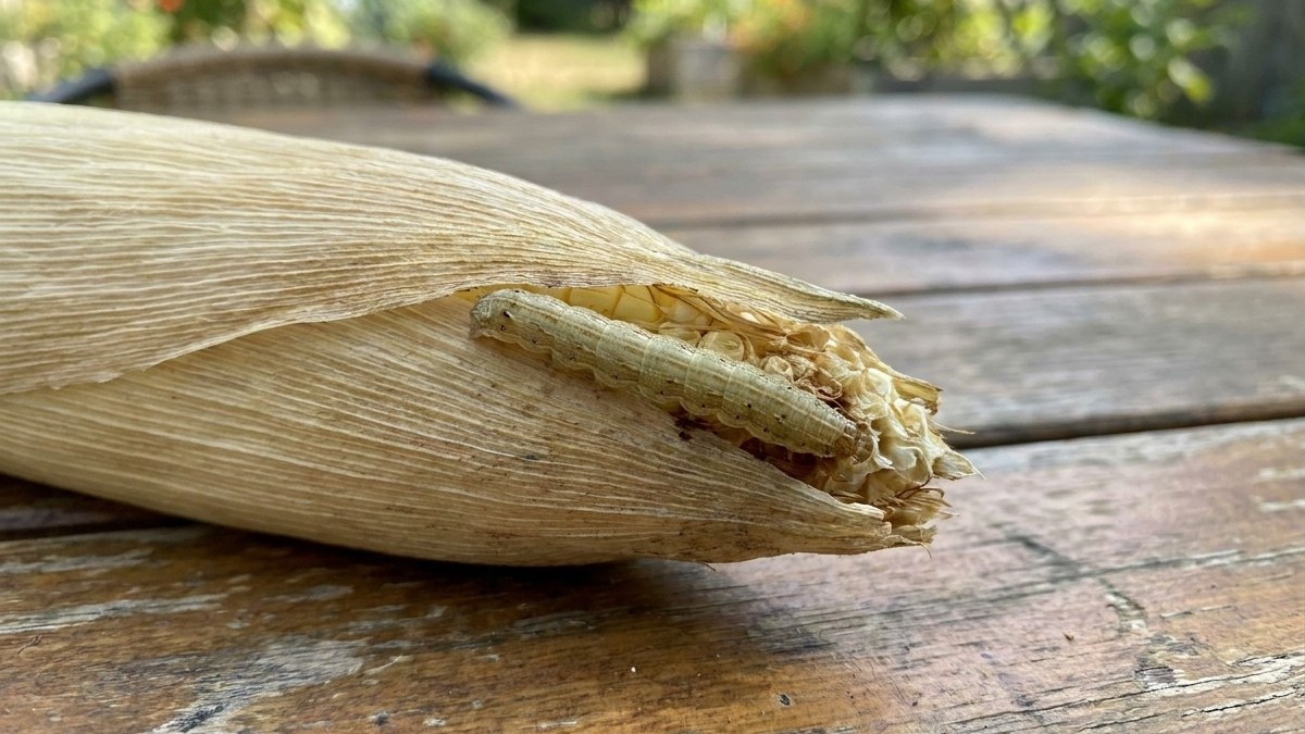 A dried corn cob with withered husk rests on a weathered wooden surface outdoors.