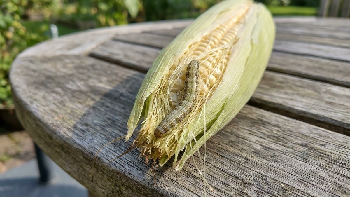 A fresh ear of corn with pale green husk and silks rests on a weathered round wooden table outdoors.