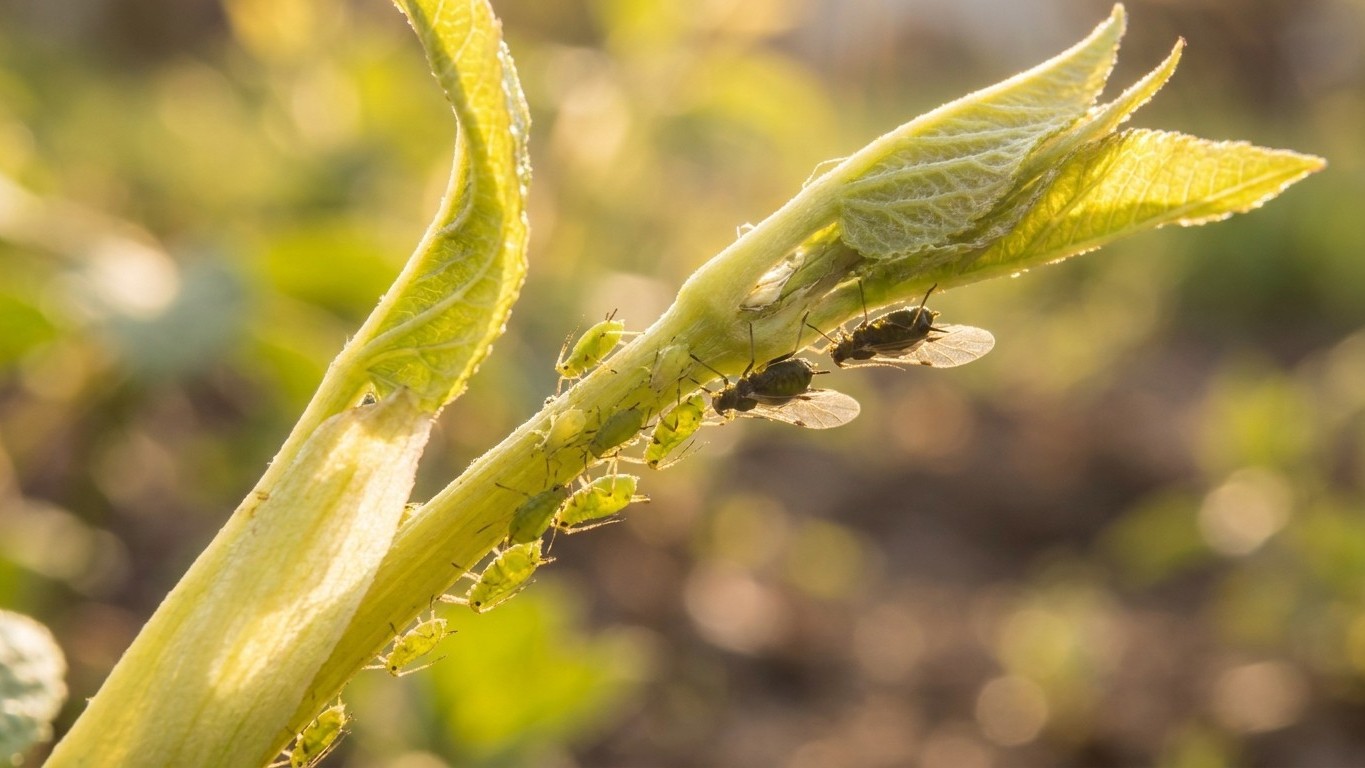 Aphids Life Cycle: When It Appears