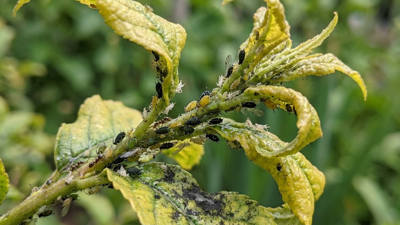 Aphids Damage: How to Recognise It