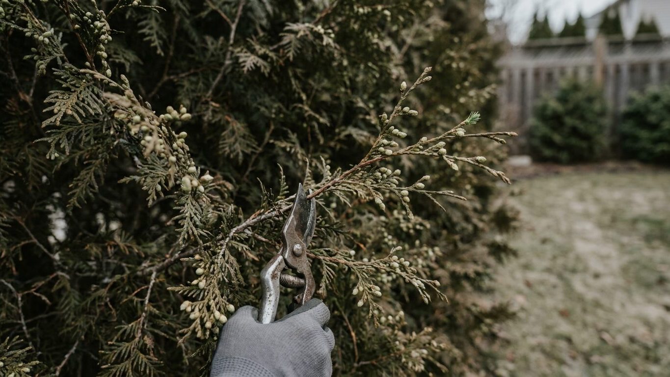 When to Prune Arborvitae, and How Far Back You Can Cut