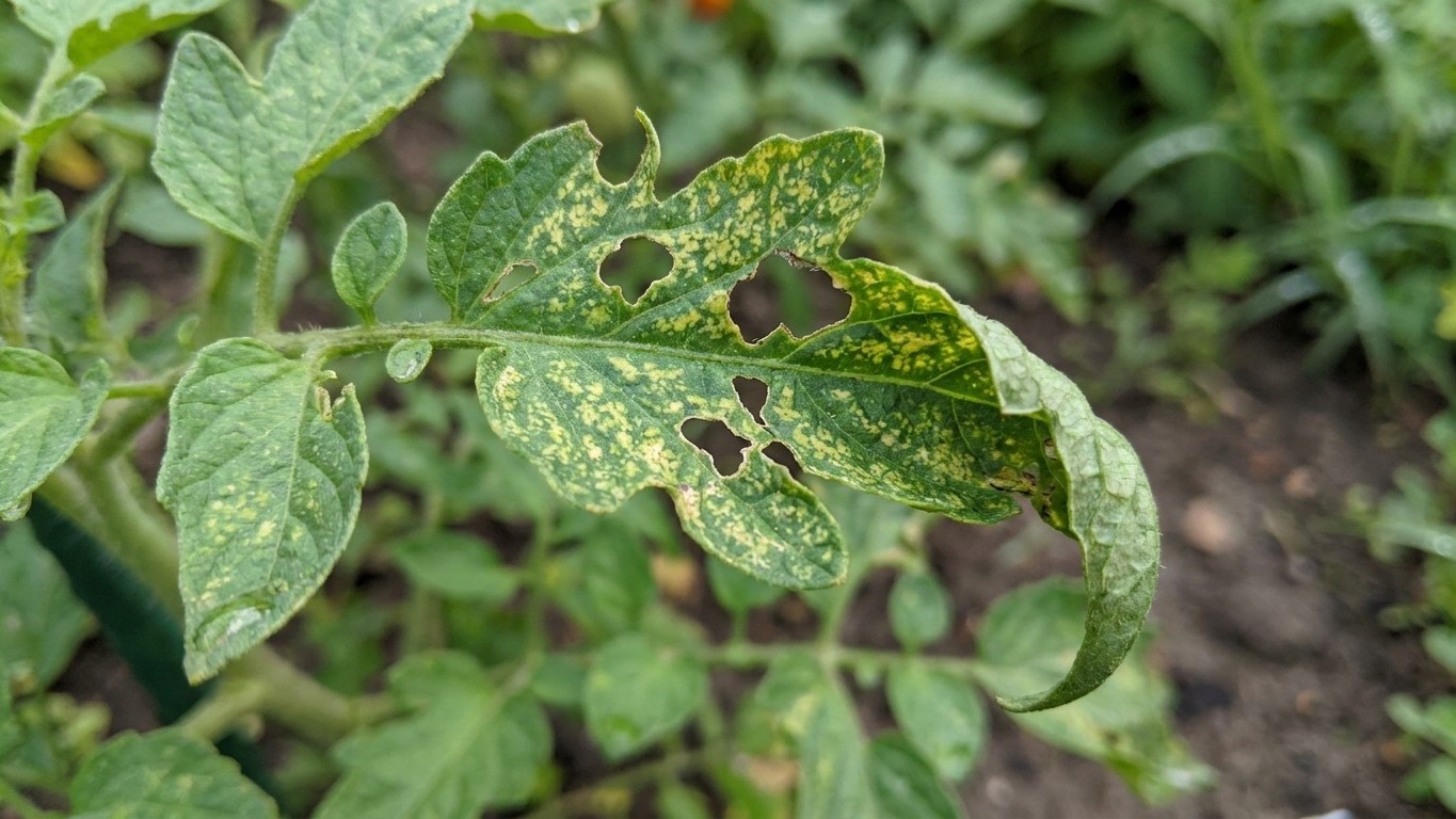 Potato plant leaves showing significant disease damage with yellow mottling and necrotic holes, likely late blight or early blight infection.