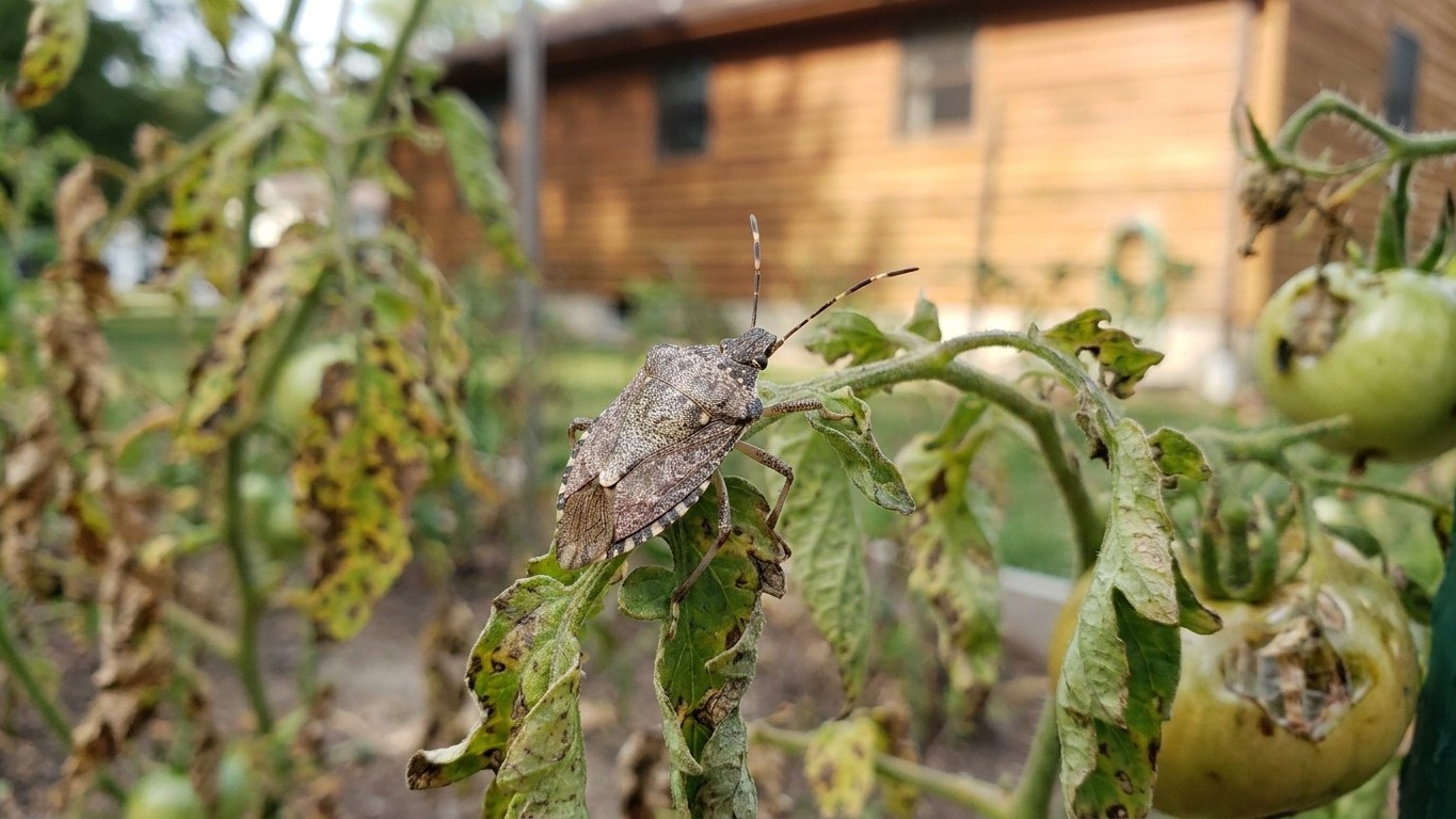 Brown Marmorated Stink Bug: Damage, Life Cycle and Control