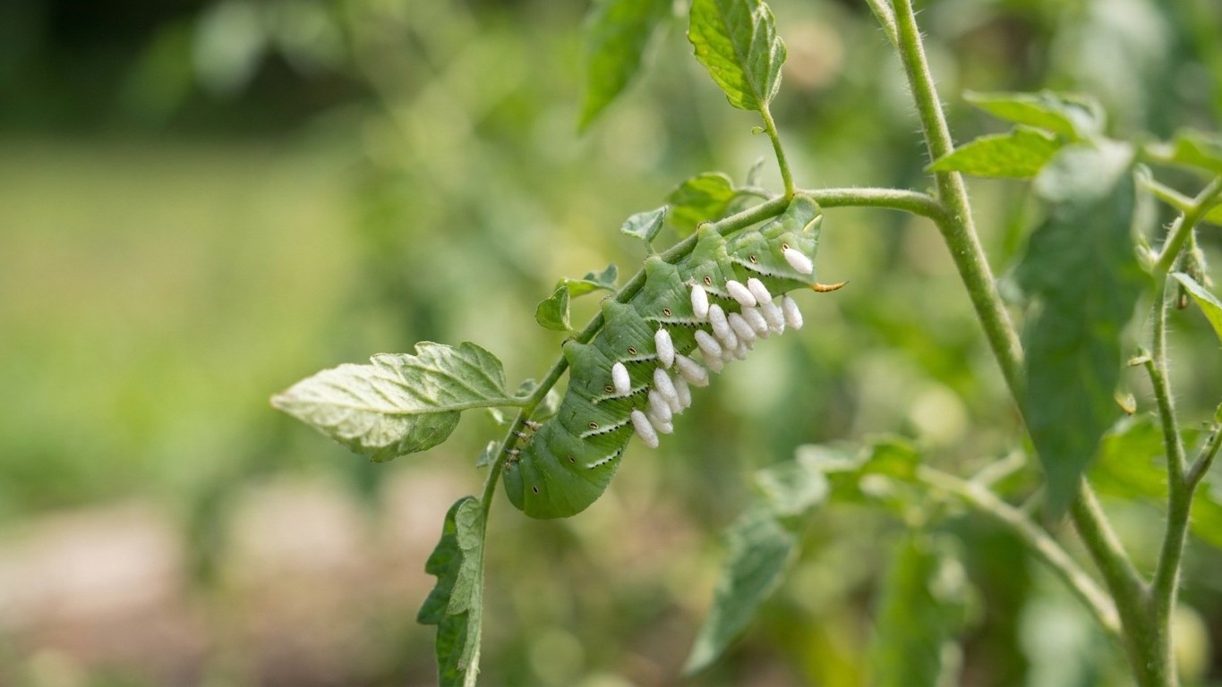 Potato plant in bloom with delicate pink-white flowers and visible leaf damage from pest feeding or disease.