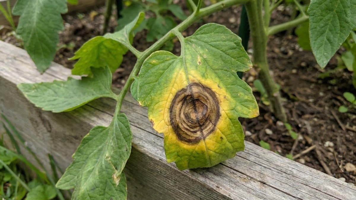 A squash plant leaf displaying yellowing and a prominent circular brown lesion or disease symptom on its surface.