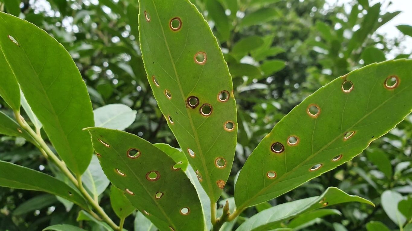 Cherry Laurel With Holes in the Leaves: Shot Hole, Not Insects