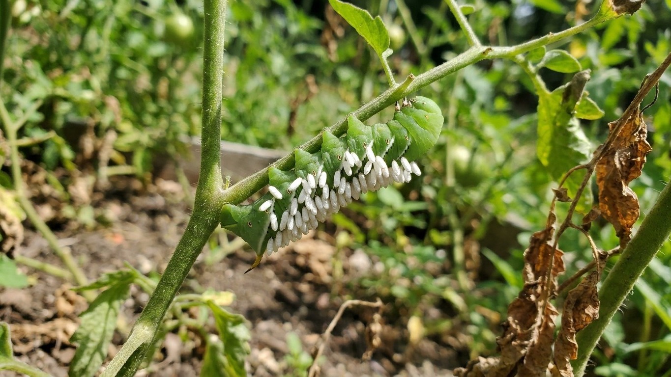 A potato plant showing distinctive white drooping flower clusters and brown diseased or damaged foliage on its stems and leaves in a garden setting.