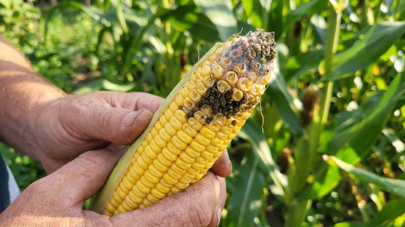 Corn Earworm Damage: How to Recognise It