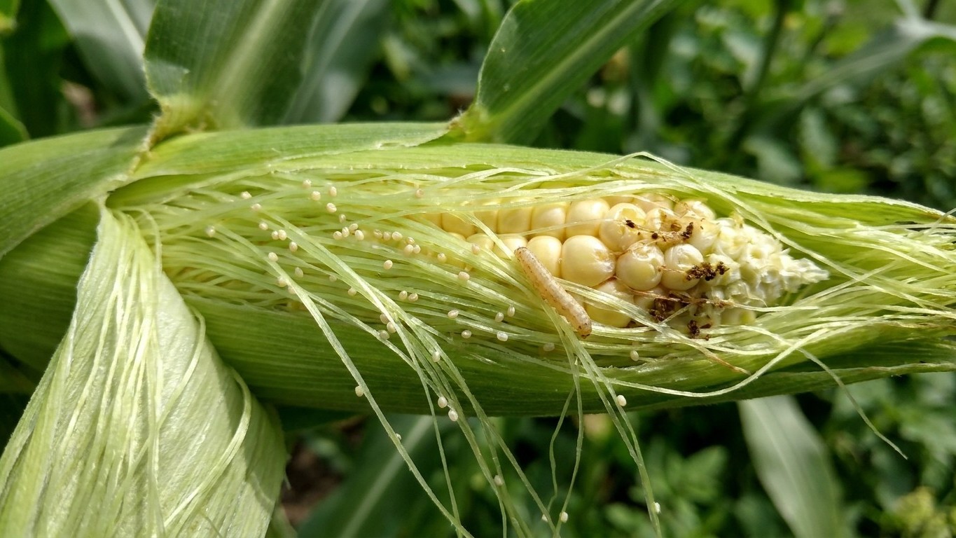Corn Earworm Life Cycle: When It Appears