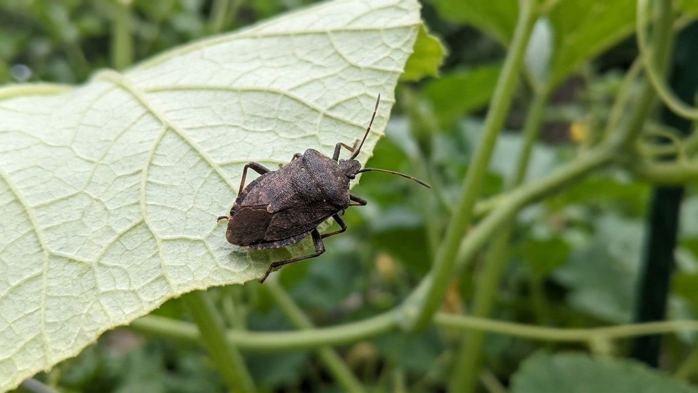 Squash beetle in Delaware: When It Shows Up and What Stops It