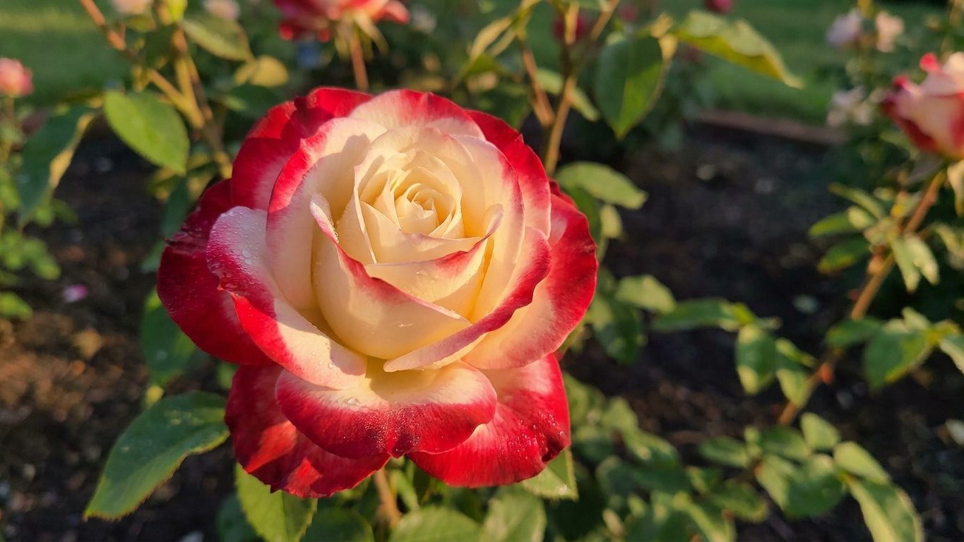 Double Delight Rose: When to Plant the Tomatoes That Ripen All at Once