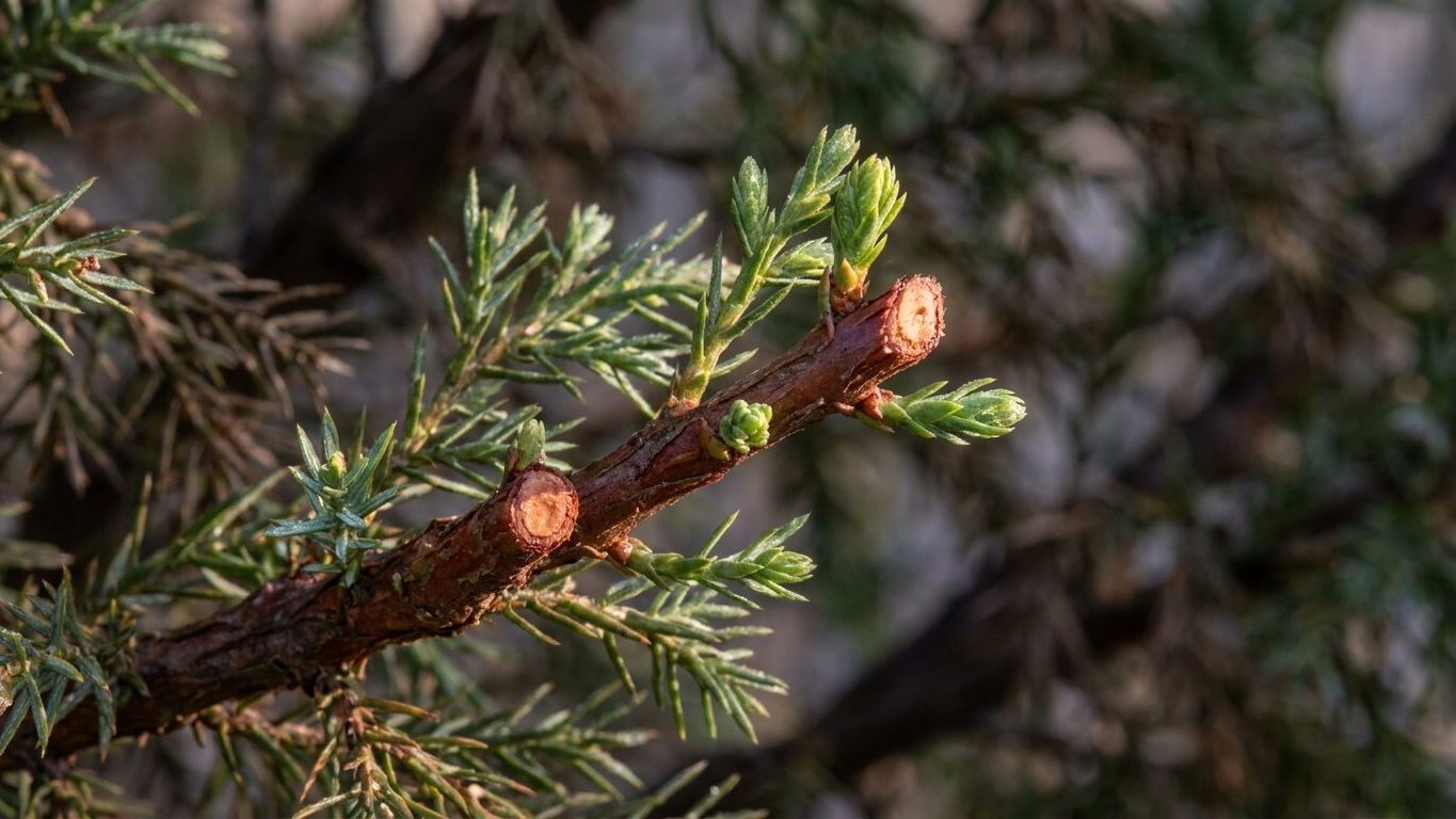 When to Prune Eastern red cedar, and How Far Back You Can Cut