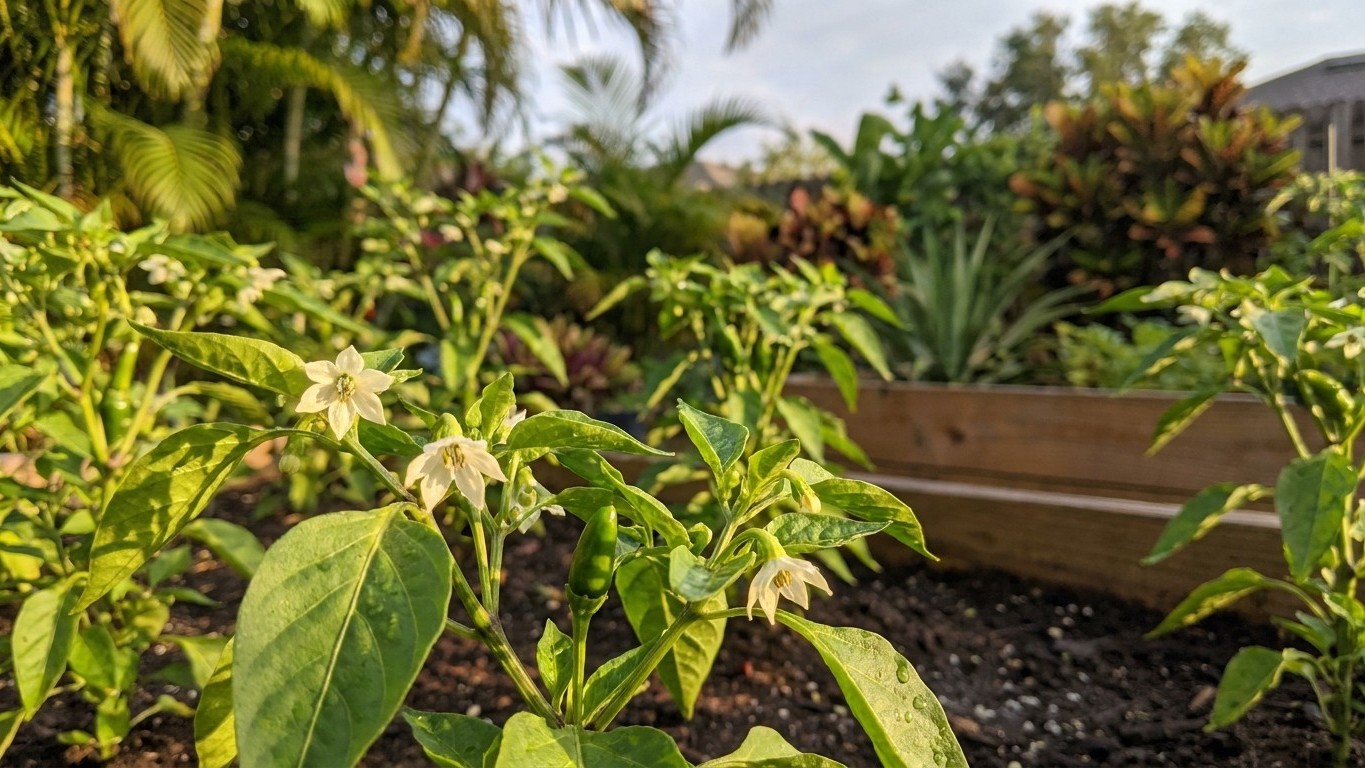 Growing Peppers in Florida: Fruit Set, Heat and Timing