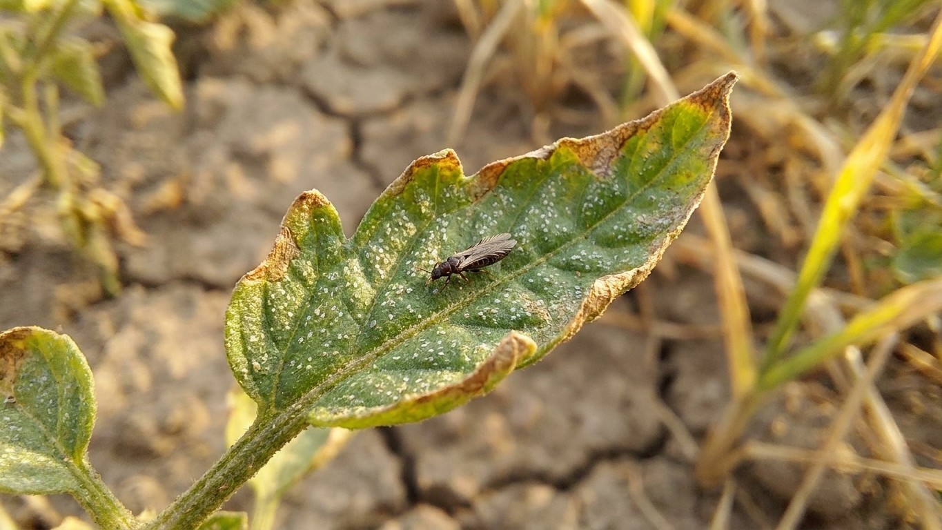Chilli thrips in Florida: When It Shows Up and What Stops It