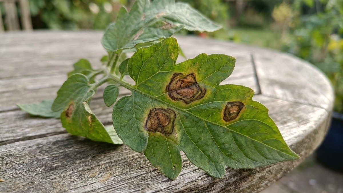 A potato plant stem displaying brown necrotic lesions and damage on its compound leaves, photographed outdoors on a wooden surface.