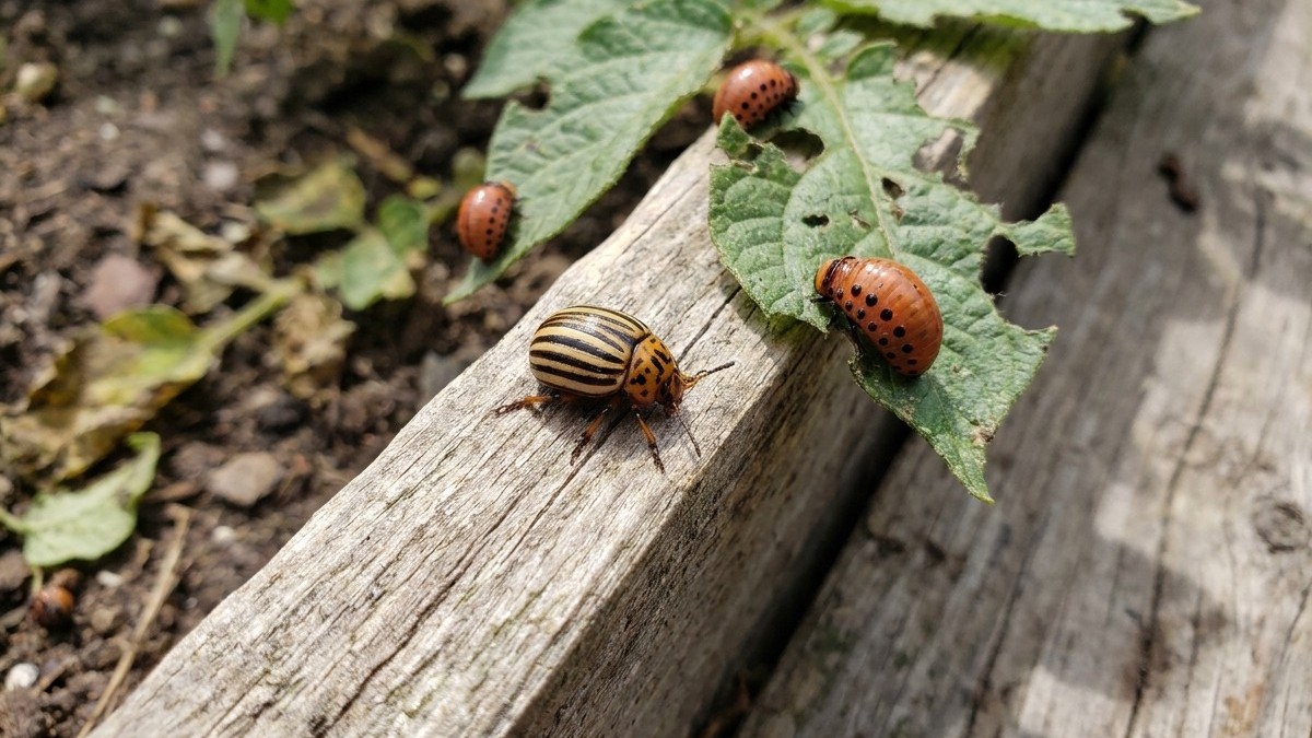 Multiple Georgia potato beetles with distinctive striped wing covers are visible on weathered wood and a green plant leaf in a garden setting.