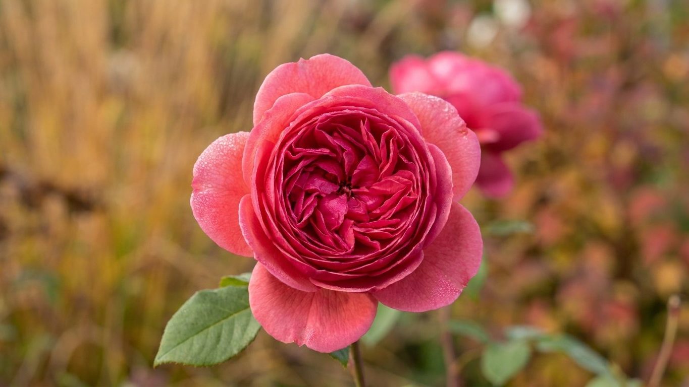 Gertrude Jekyll Rose: When to Plant the Tomatoes That Ripen All at Once
