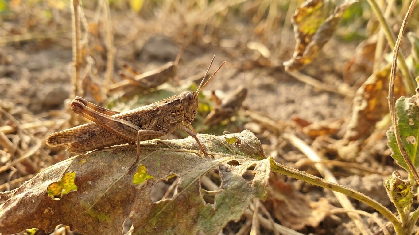 Grasshoppers: Damage, Life Cycle and Control