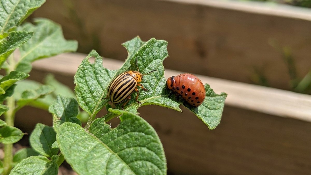 Two Hawaii potato beetles with distinctive striped wing covers feeding on textured potato plant foliage in a garden setting.