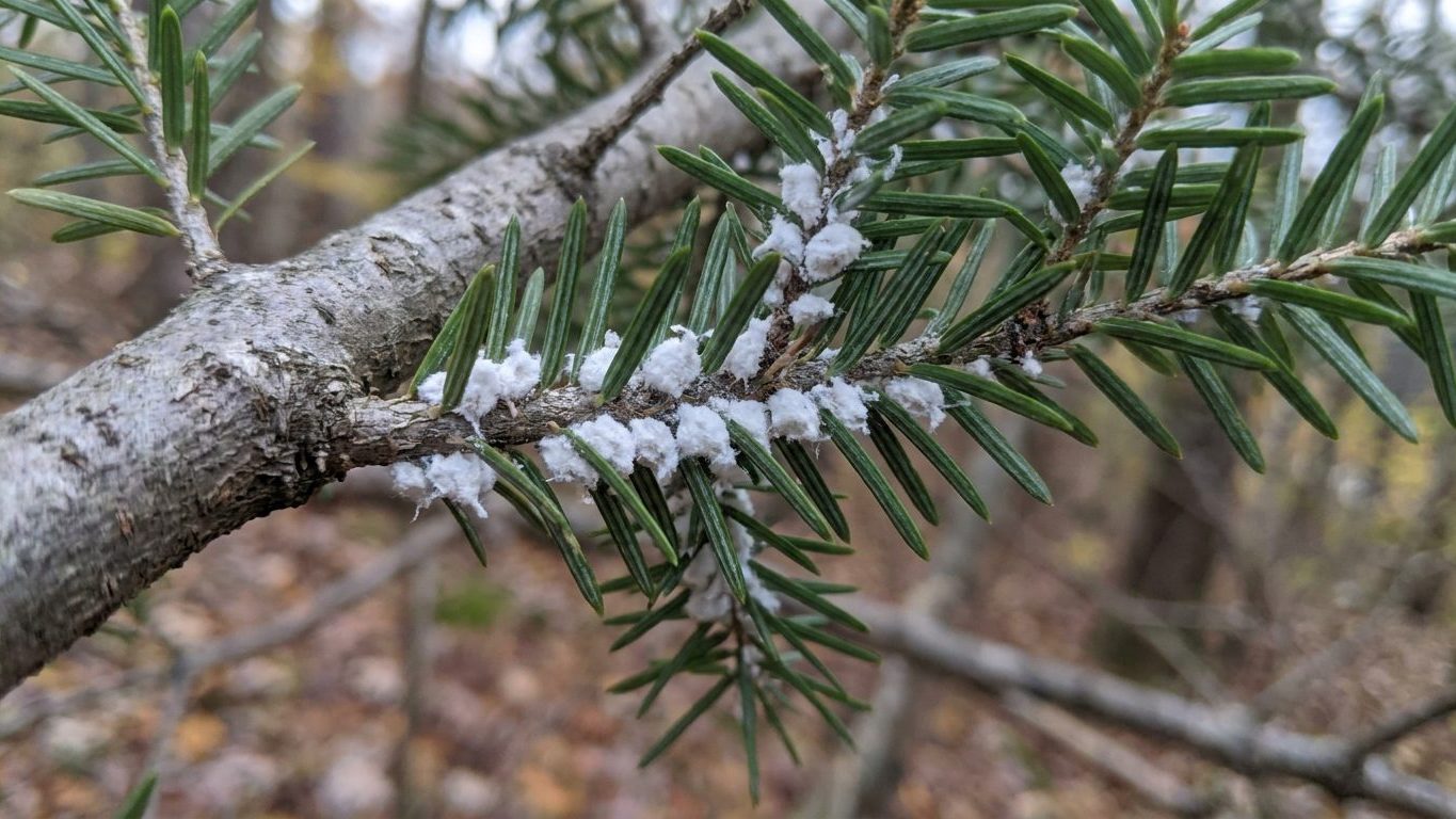Hemlock Woolly Adelgid: The White Specks Under the Needles
