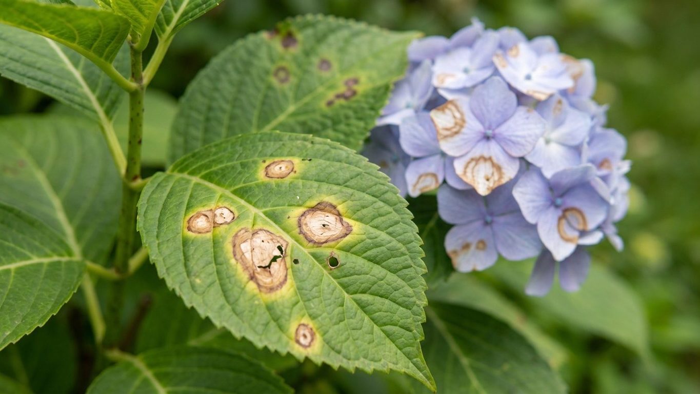 Anthracnose on Hydrangeas: Target-Ringed Blotches on Leaf and Bloom