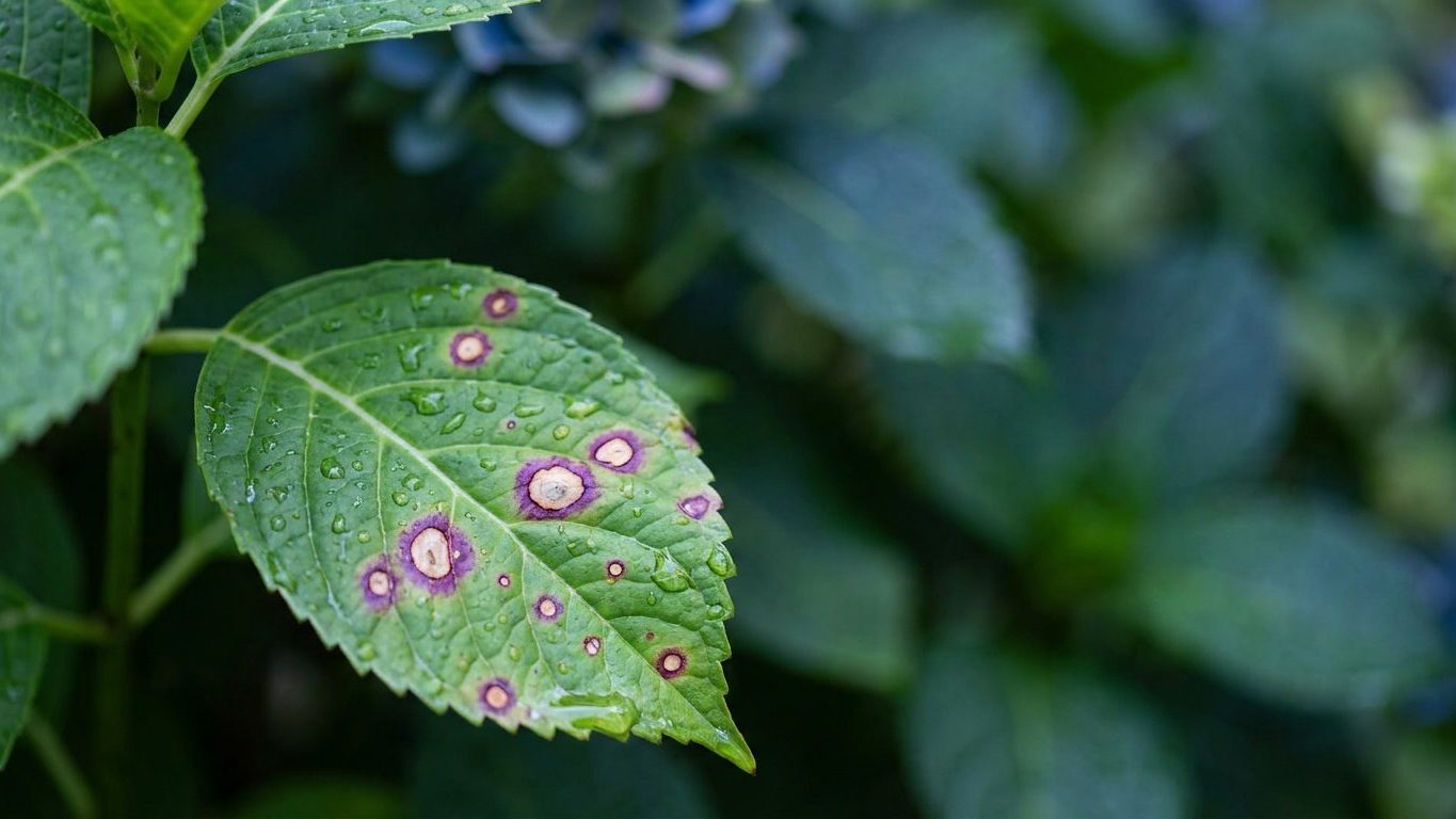 Leaf Spot on Hydrangeas: Purple-Ringed Spots From the Bottom Up