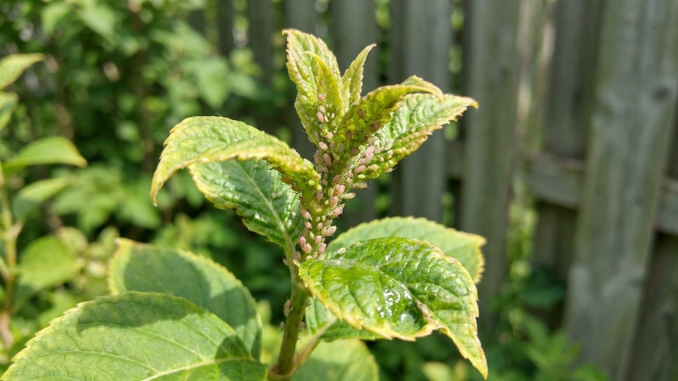 Aphids on Hydrangeas: Clusters on the New Growth