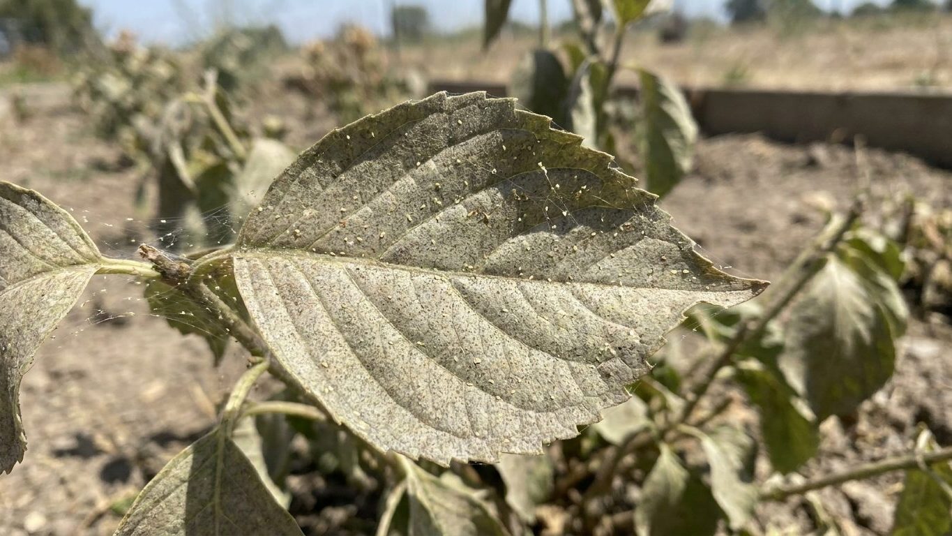 Spider Mites on Hydrangeas: Stippled Leaves in a Hot, Dry Spell