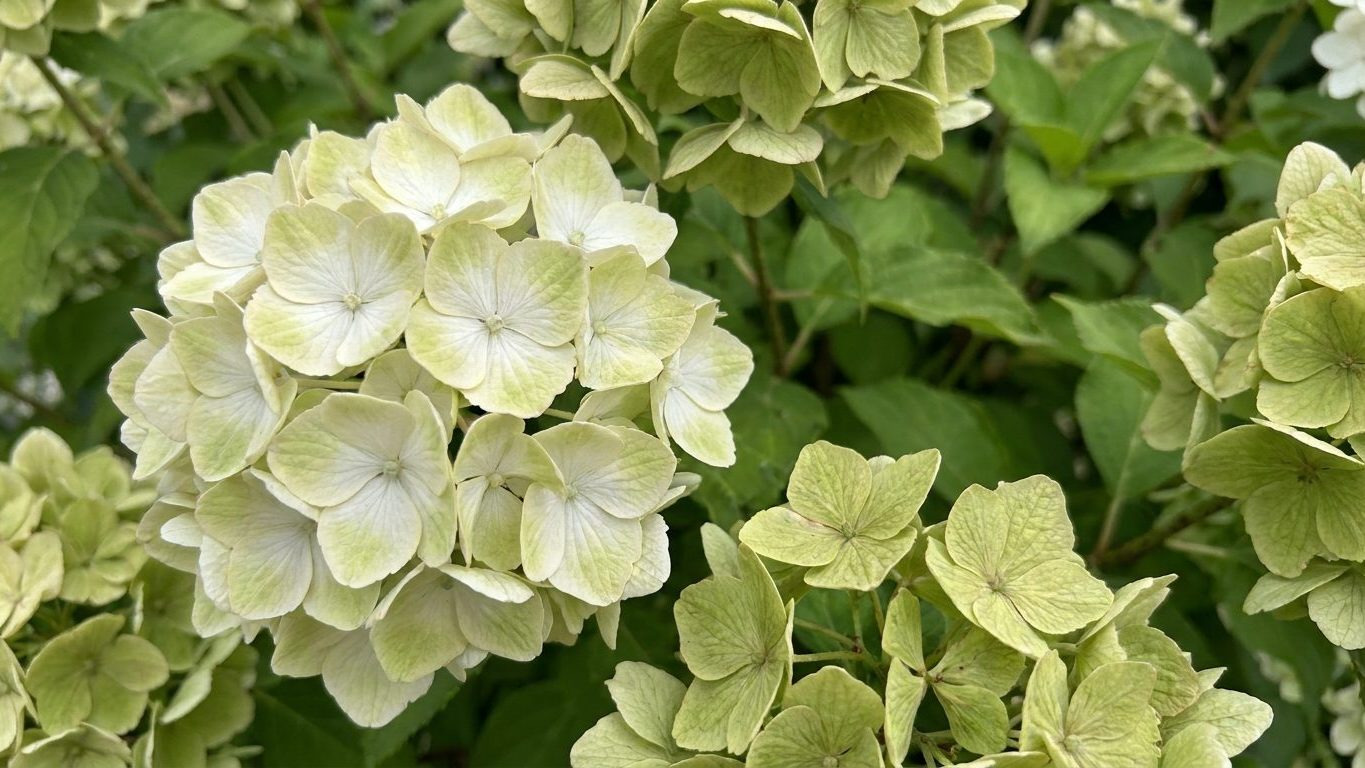 Hydrangea Flowers That Turn Green