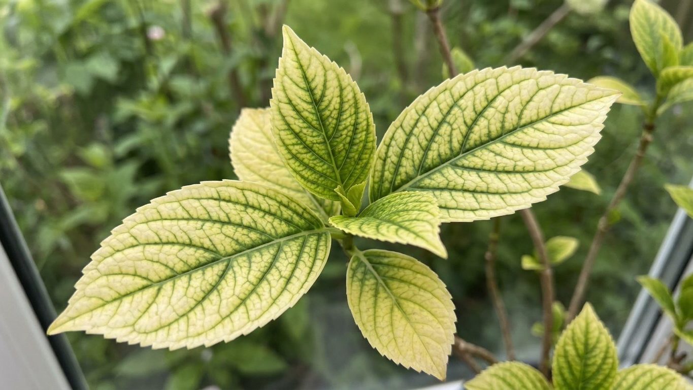 Yellow Leaves With Green Veins on a Hydrangea