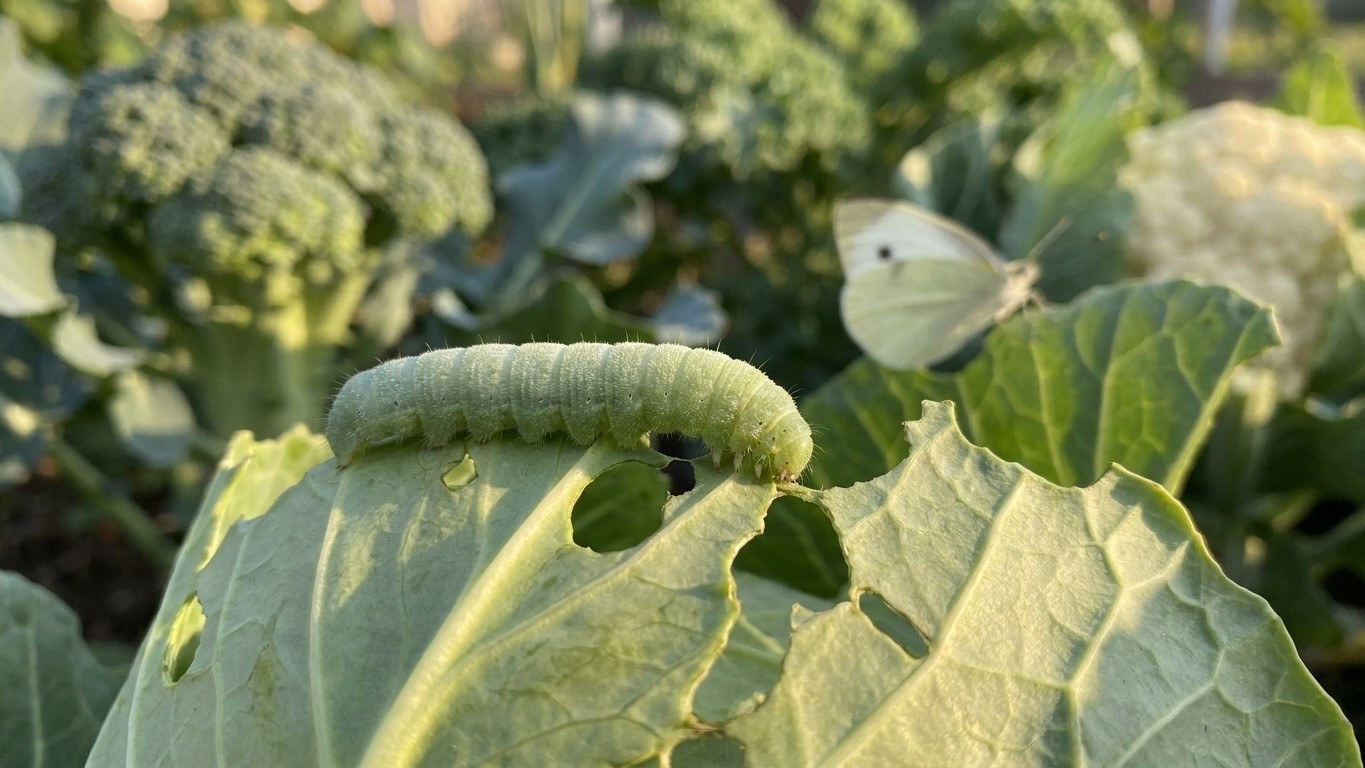 Imported Cabbageworm: Damage, Life Cycle and Control