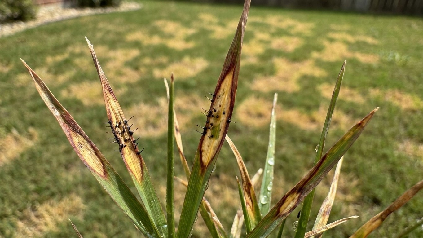 Anthracnose: The Disease That Follows a Lawn Already Under Stress