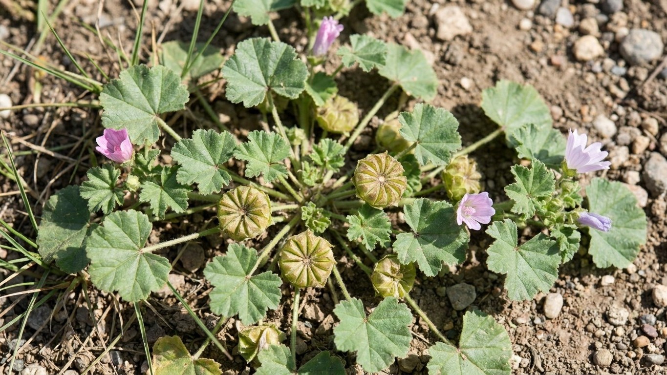 Common Mallow: Cheese-Wheel Seed Pods and a Taproot That Holds