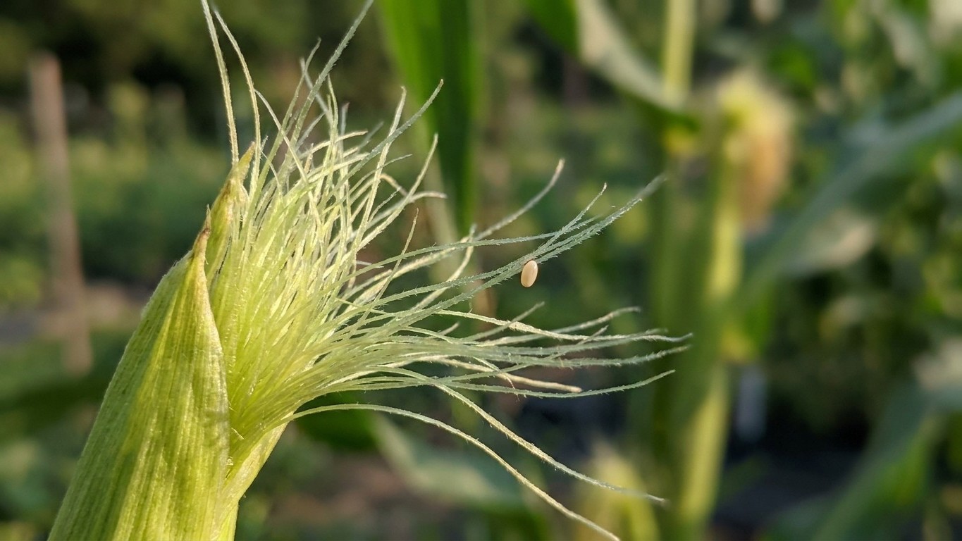 Close-up of corn silk showing browning and damage typical of pest or disease activity on the plant.