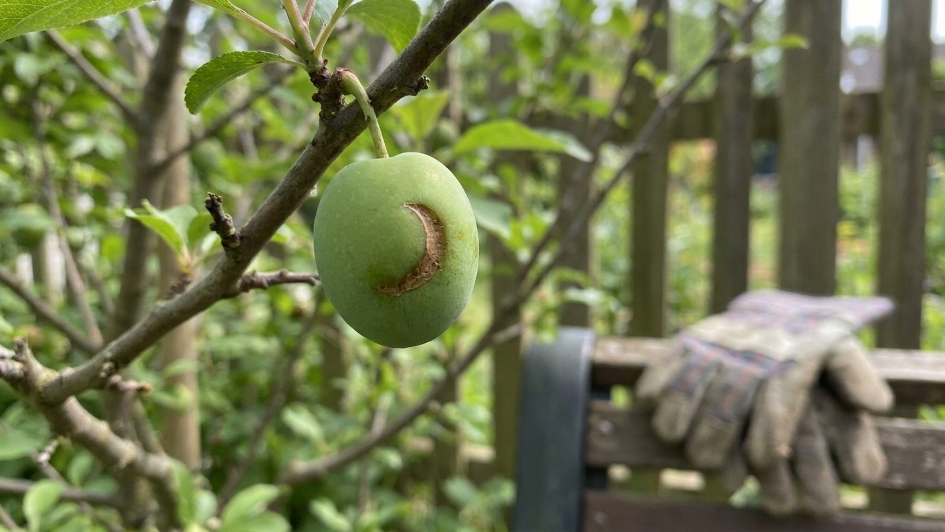 A green apple with a brown blemish hangs from a branch in a home garden setting with work gloves visible in the background.