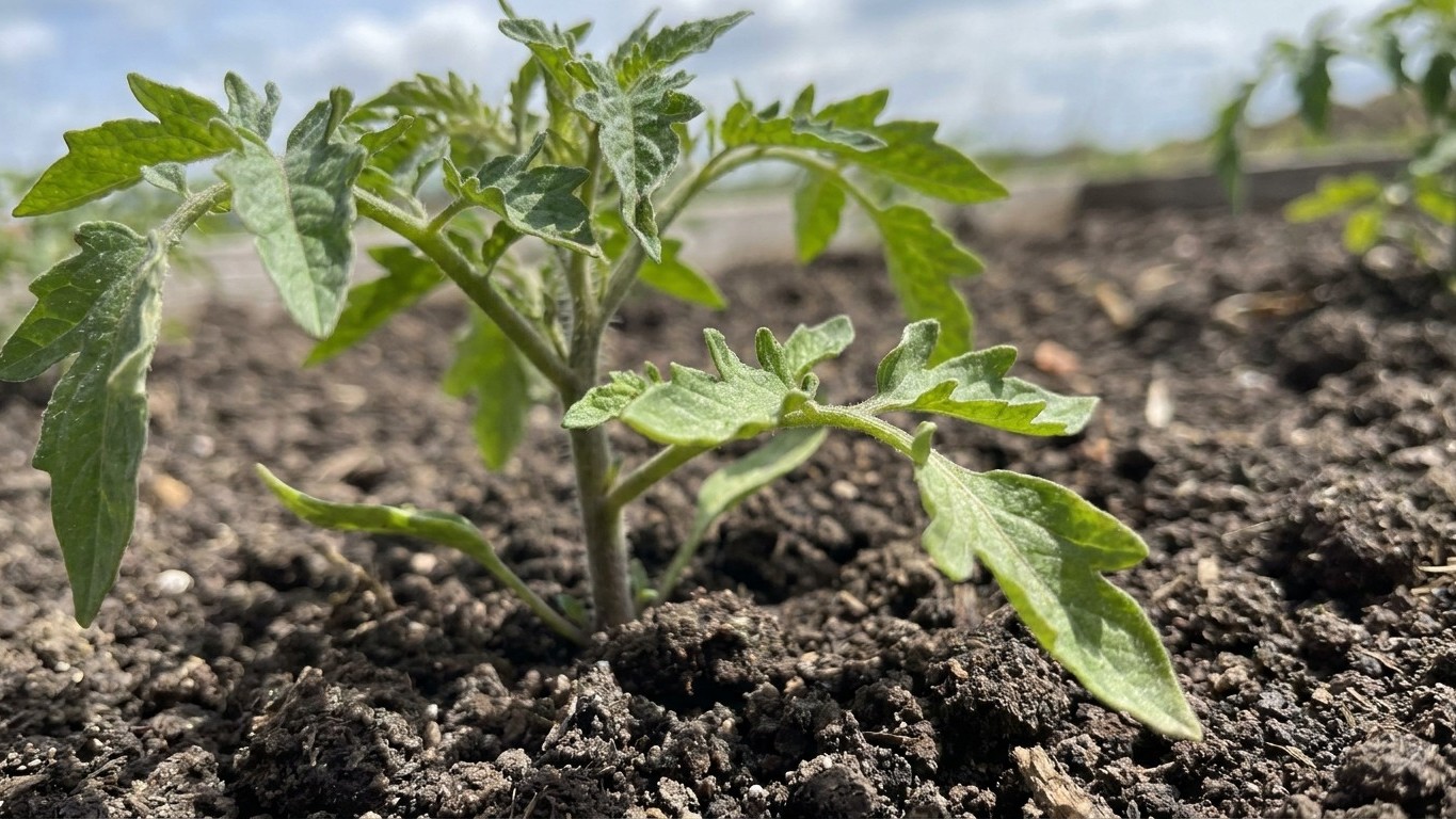 A young tomato plant with characteristic lobed leaves grows in rich, dark garden soil with blurred rows visible in the background.