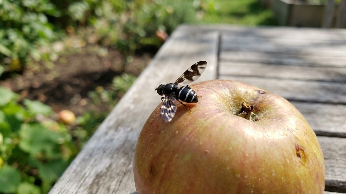 A bee forages on a golden apple resting on a wooden garden surface with garden beds visible in the background.