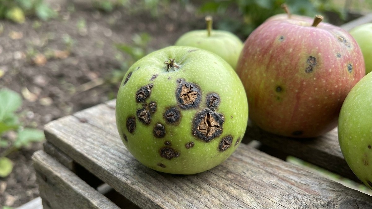 Close-up of green and reddish apples displayed on weathered wood, showing dark fungal spotting characteristic of sooty blotch and flyspeck disease.