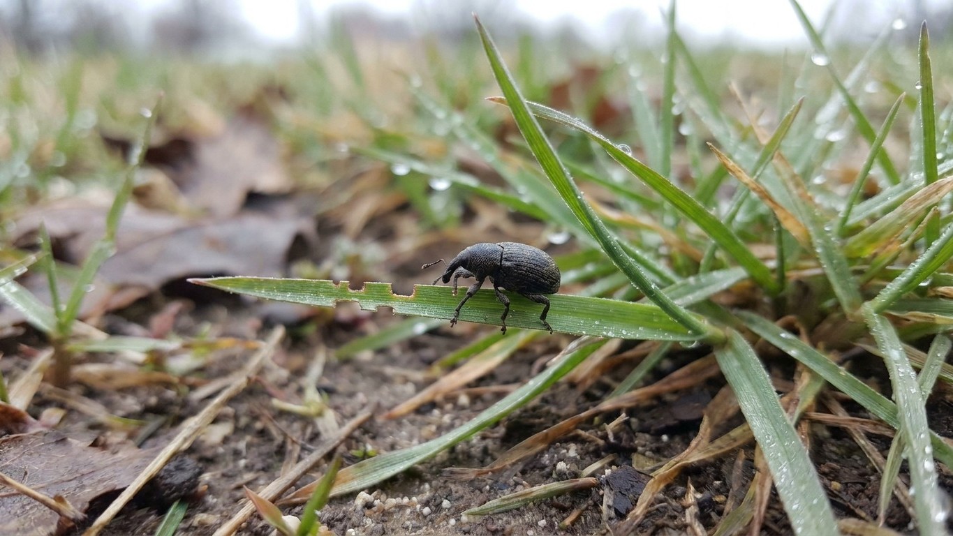 Hunting billbug in Missouri: When It Shows Up and What Stops It