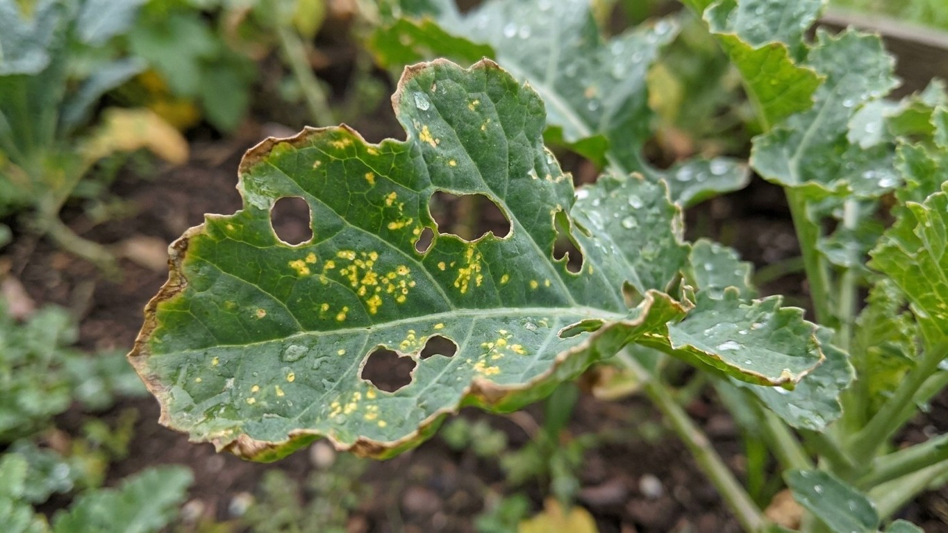A squash or melon leaf showing disease damage with yellow spotting, brown lesions, and shot holes characteristic of fungal or bacterial infection.