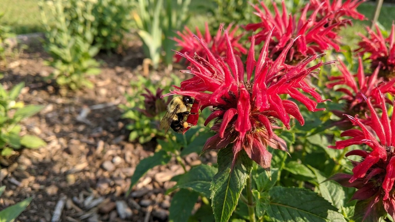 Monarda didyma: Hardiness, Drainage and Dividing