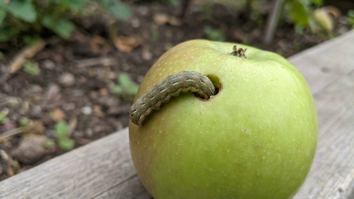 A green apple with visible caterpillar or pest damage on its surface, resting on weathered wood with soil and foliage in the background.