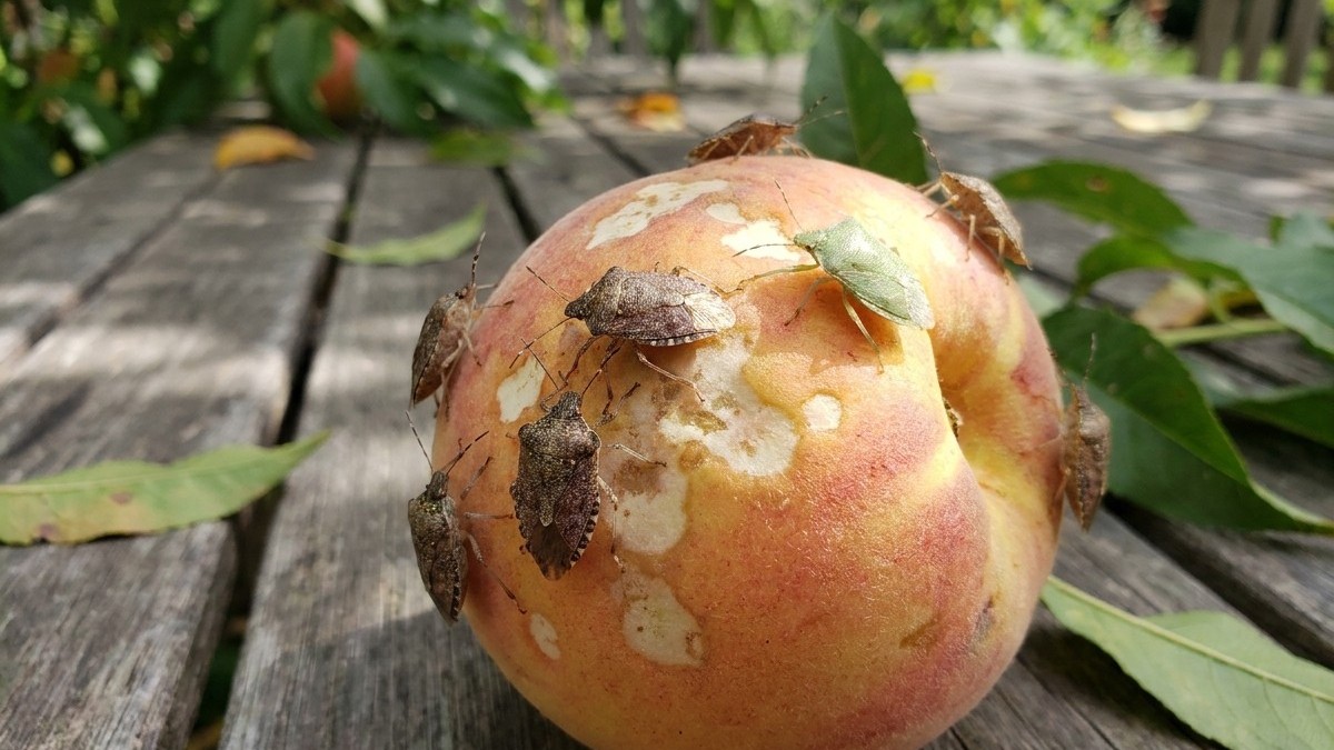 Close-up of an apple showing brown fungal lesions and disease damage on its surface.