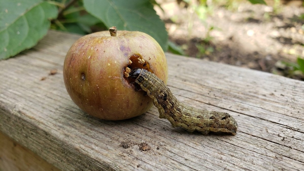 A caterpillar larva feeding inside a damaged brown apple resting on weathered wood with garden foliage visible in background.
