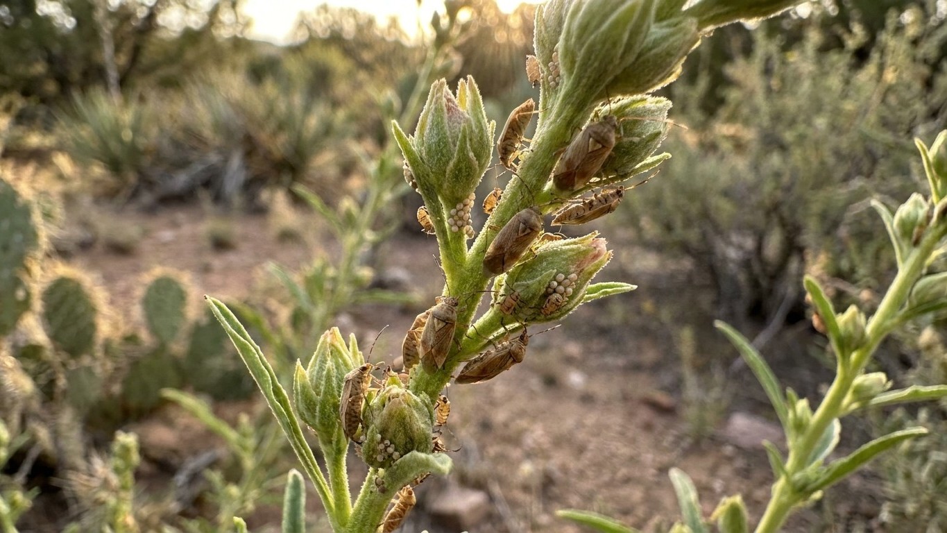 Lygus bugs in New Mexico: When It Shows Up and What Stops It