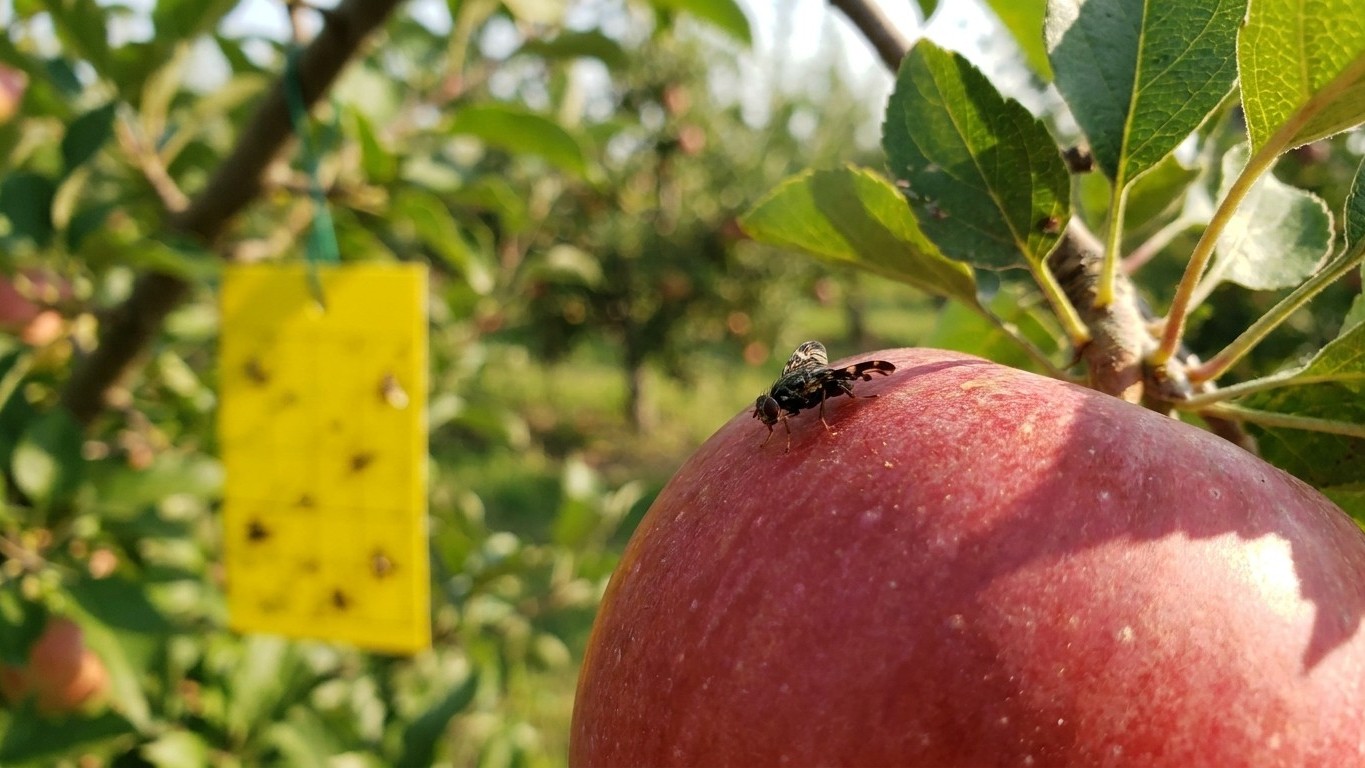A red apple growing on a branch with an insect visible on its surface and a yellow pest monitoring trap visible in the orchard background.