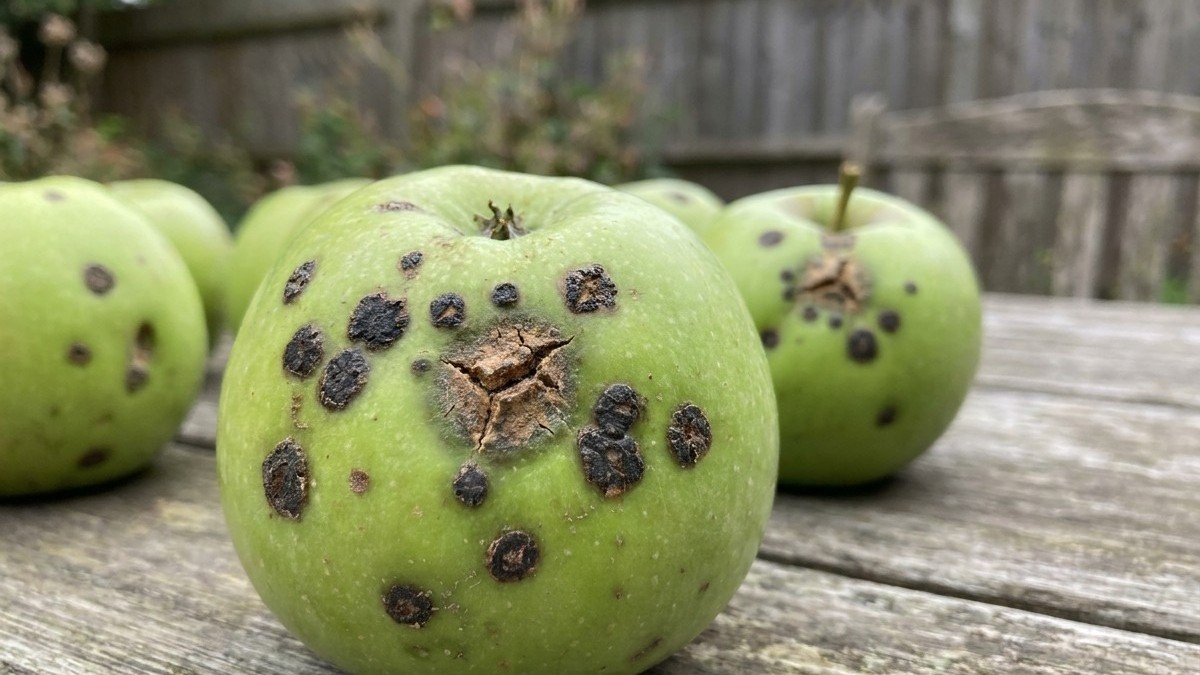 Green apples with dark fungal spotting and blemishes displayed on a weathered wooden surface outdoors.