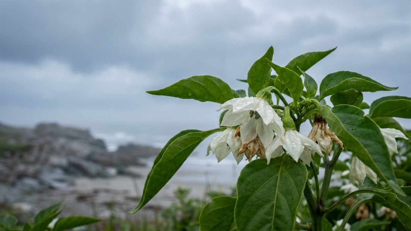 Growing Peppers in Nova Scotia: Fruit Set, Heat and Timing