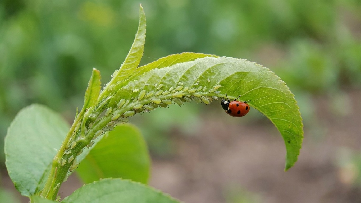 Green peach aphid in Oklahoma: When It Shows Up and What Stops It