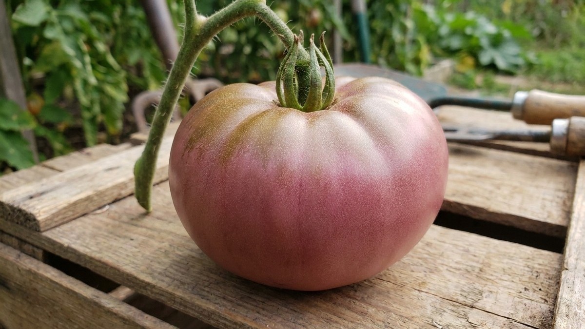 A ripe pink heirloom tomato with green stem attached sits on weathered wood with a vegetable garden visible in the background.